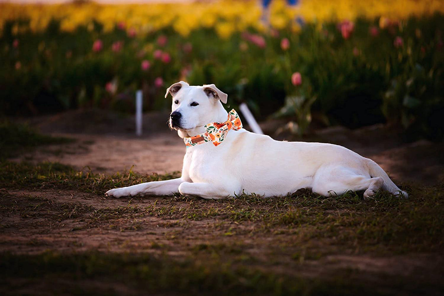 Floral Dog Collar with Bow, Comfotable Dog Bowtie, Bowtie Dog Collar Adjustable Girl Dog Collars for Small Medium Large Dogs and Cats